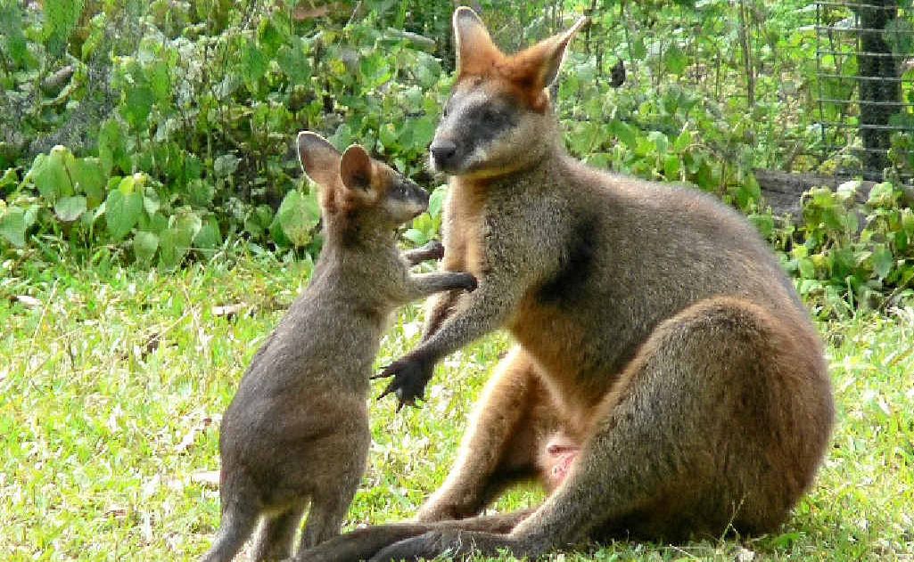 WILDLIFE: Swamp wallabies are among many creatures cared for on the Northern Rivers. WILDLIFE: Swamp wallabies are among many creatures cared for on the Northern Rivers.